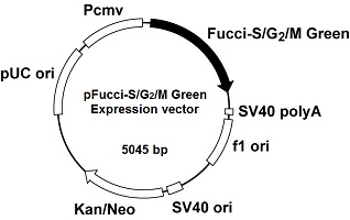 Plasmid map of pFucci-S/G<sub>2</sub>/M Green